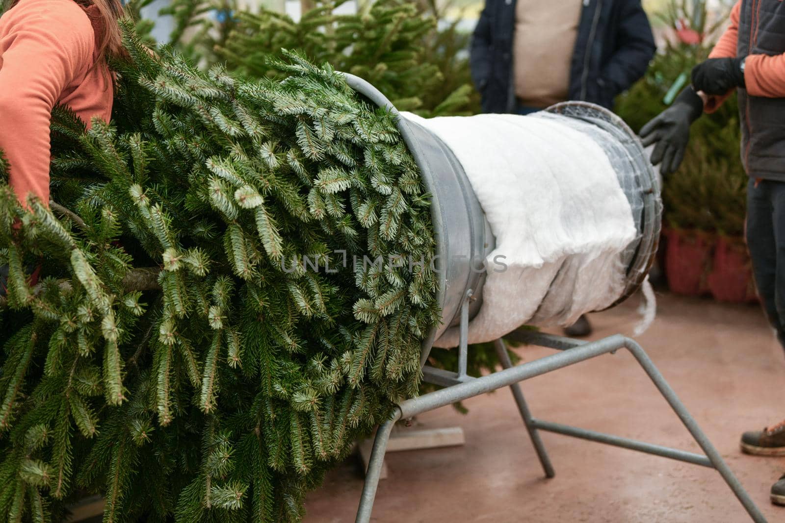 Salesman being wrapped up a cut Christmas tree packed in a plastic net