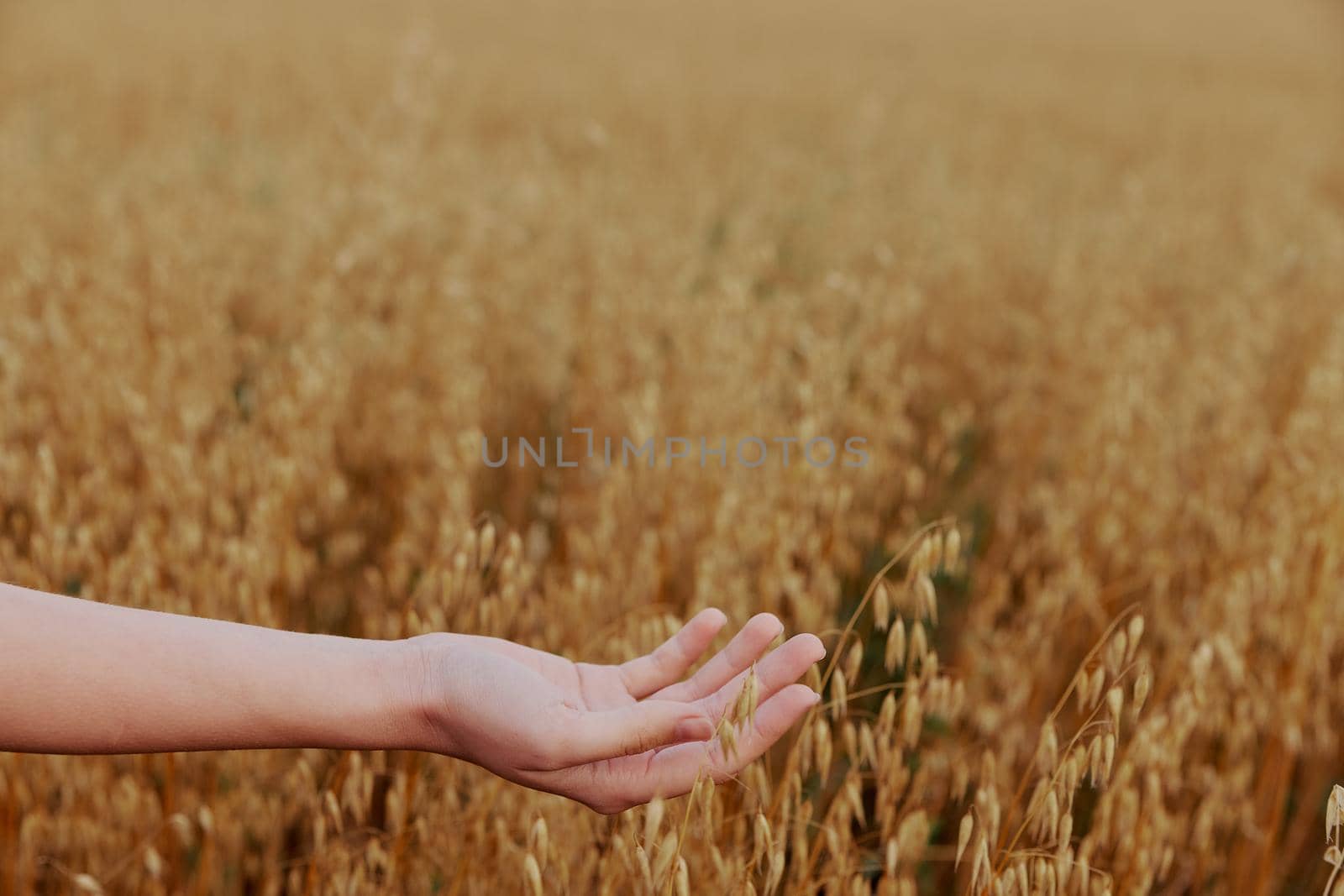 human hand Spikelets of wheat sun nature agriculture Lifestyle. High quality photo