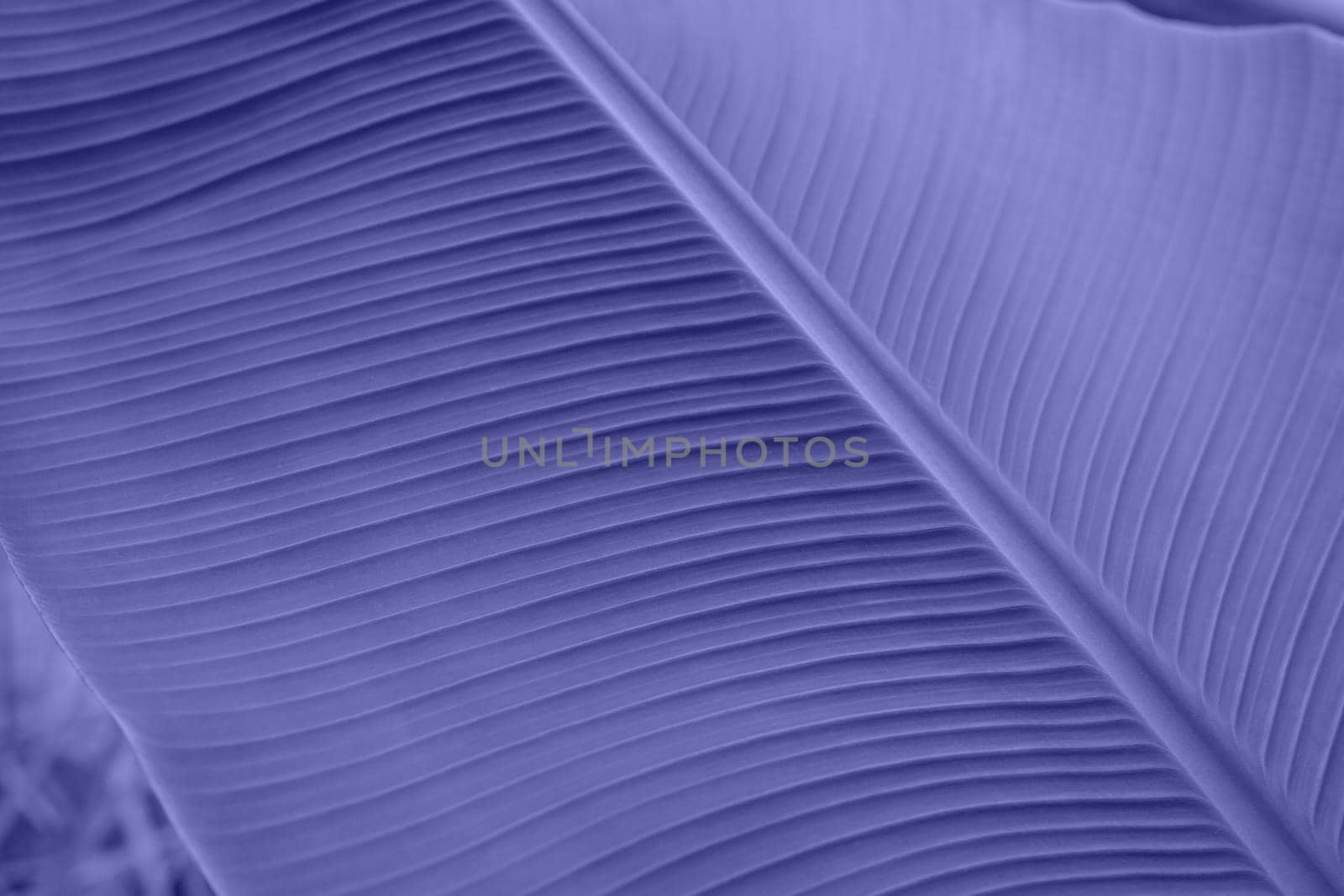 The close-up sheet in color is very Peri. Natural background. Demonstrating the colors of 2022 - Very Peri