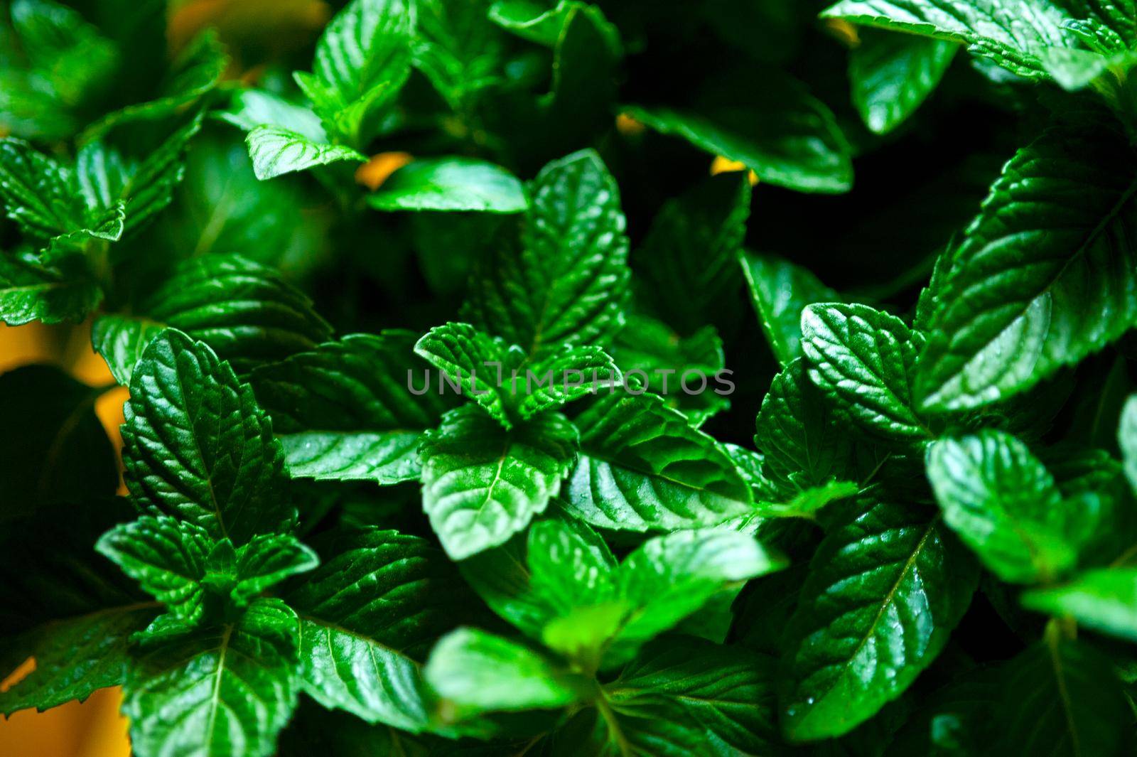 vibrant green fresh mint plant closeup macro 