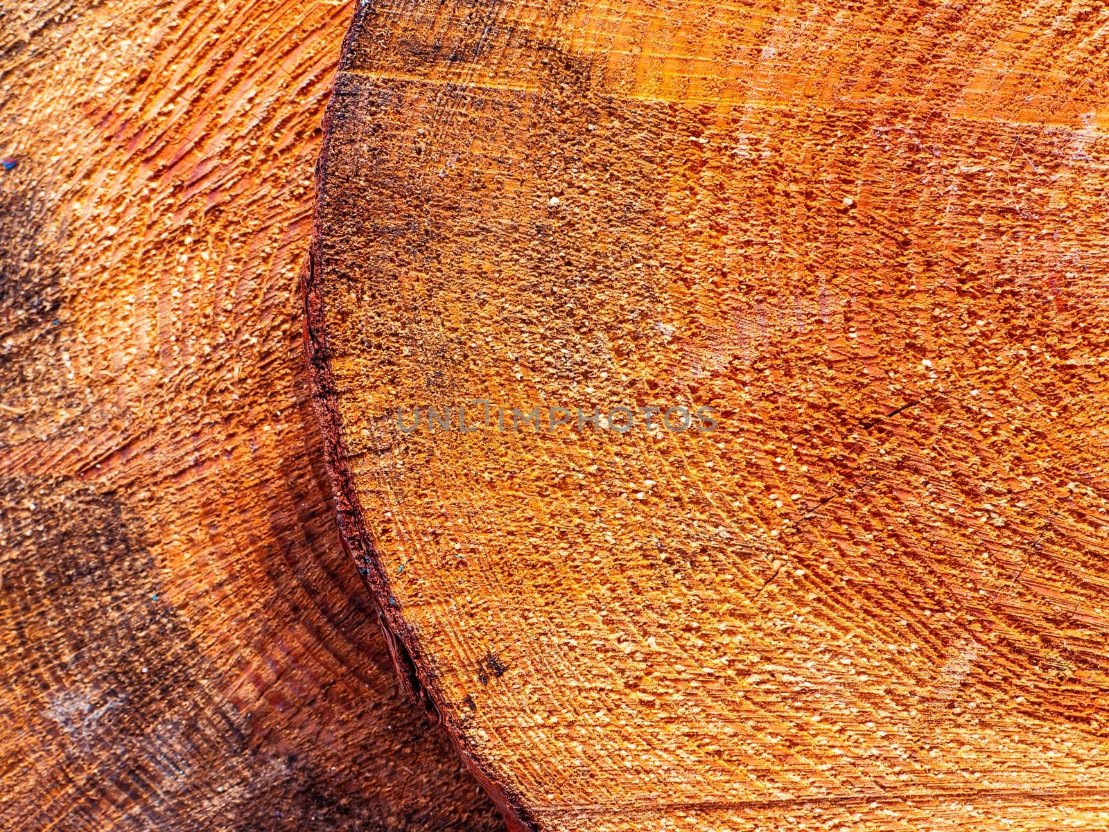 Pine tree trunk cross section surface texture. The spread of the tree. Logging. Background image. Sawmill wood. Deforestation. Pine cut surface structure. Place for text. Texture.