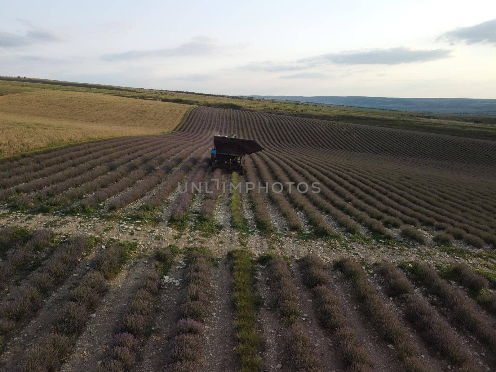 Drone aerial view of a violet lavender field during the harvest