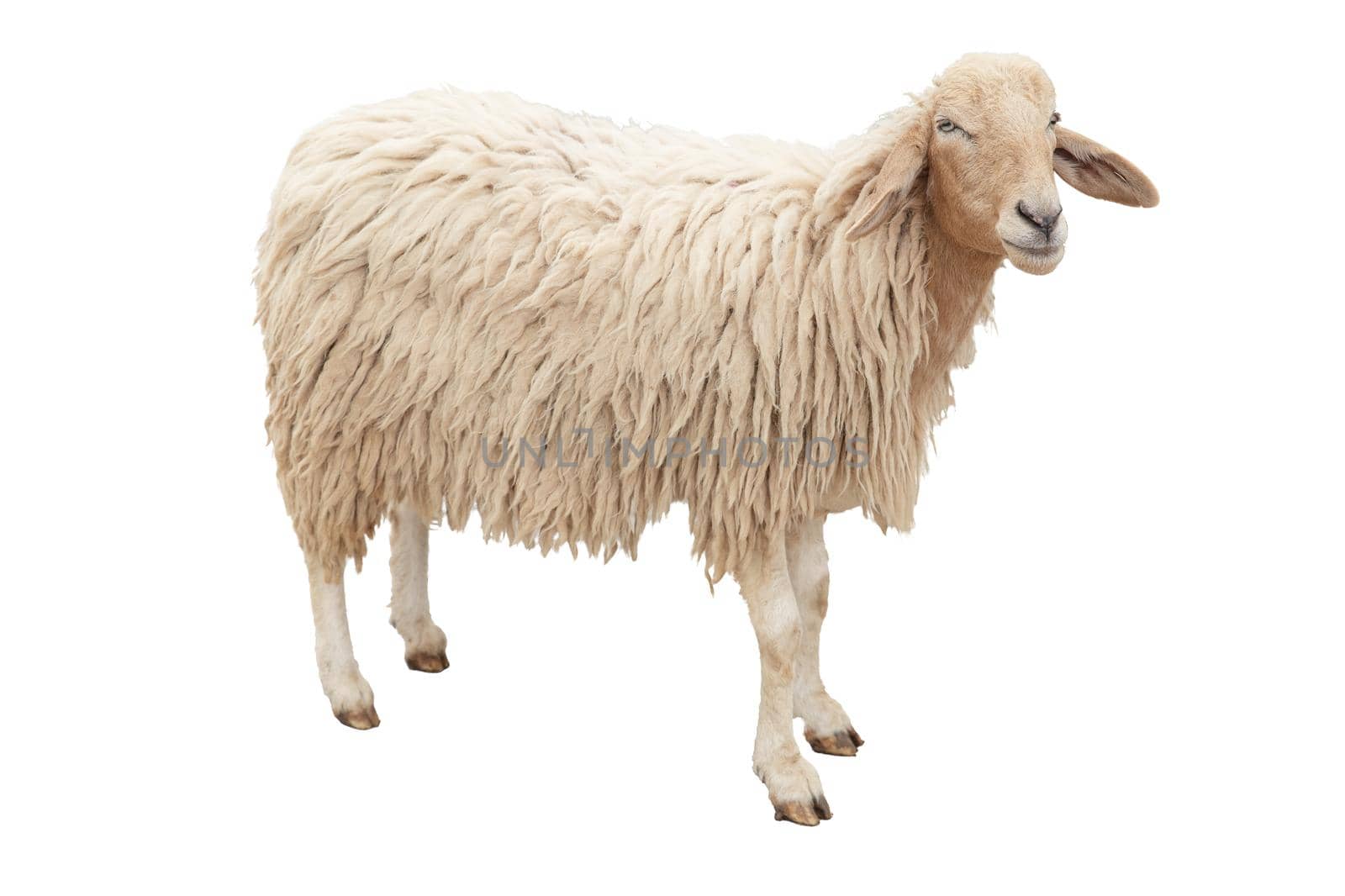 The Sheep full body standing isolated on white background with clipping path.