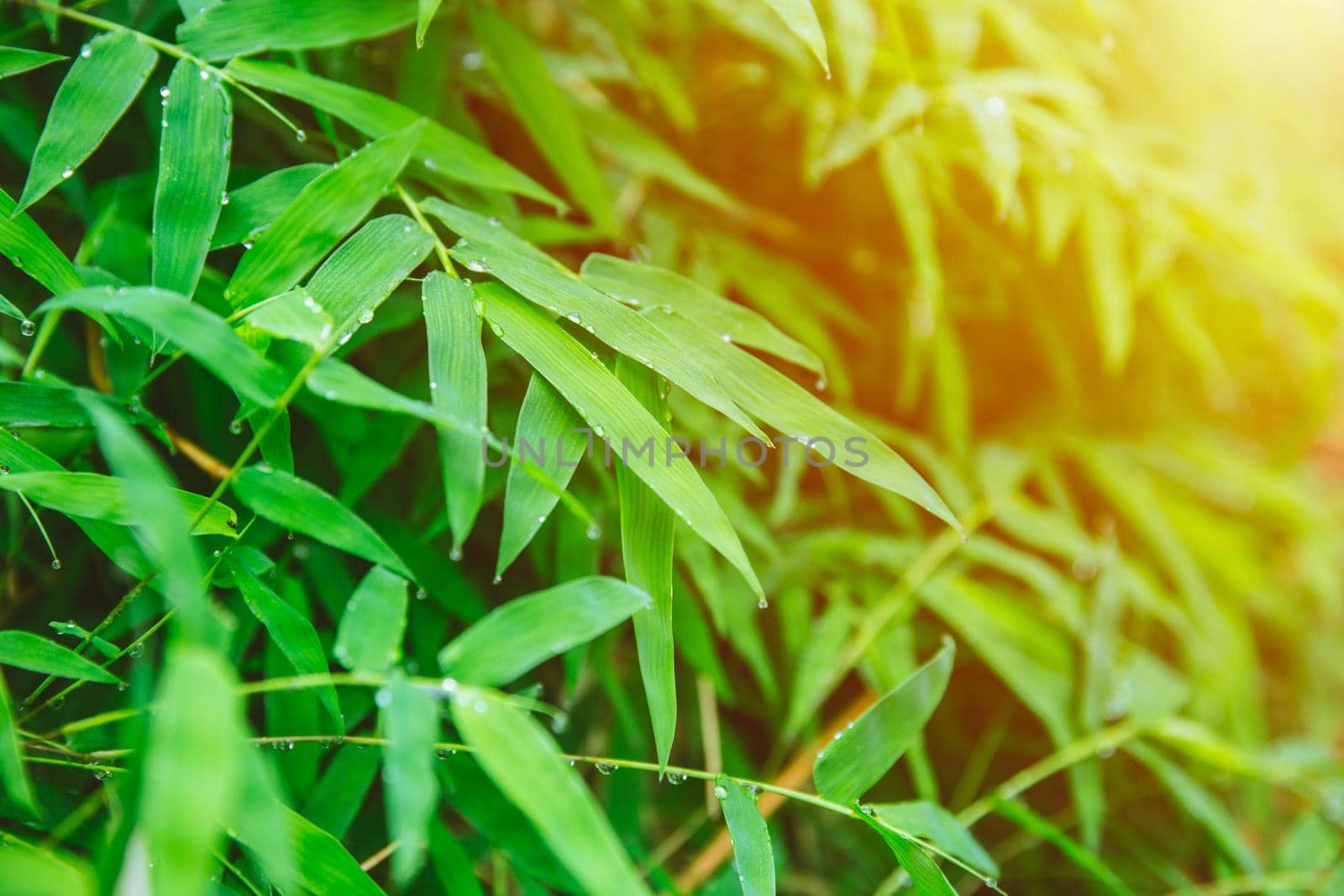 green fresh bamboo leaf fresh nature after raining drop for natural background.