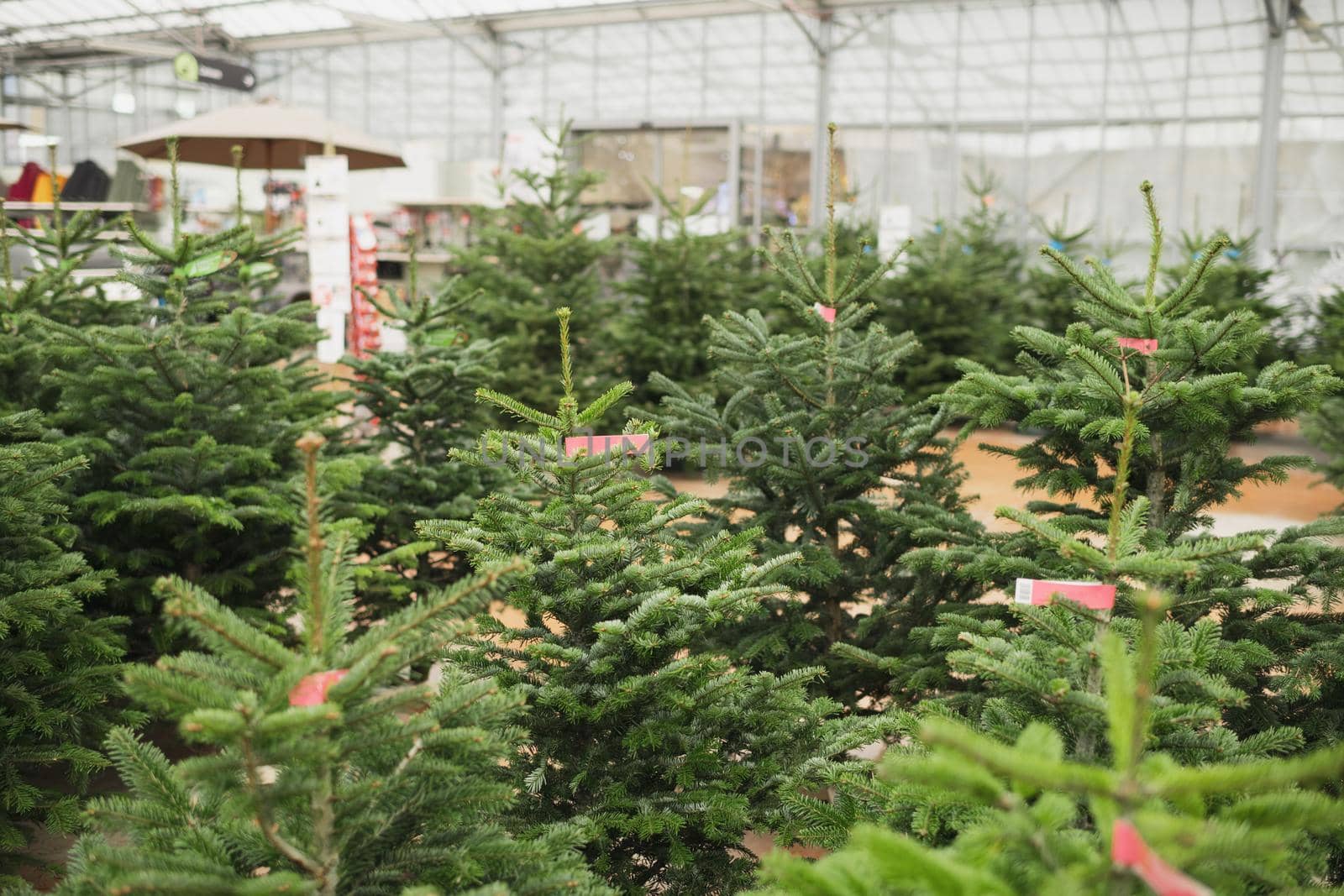 Christmas trees for sale on a market