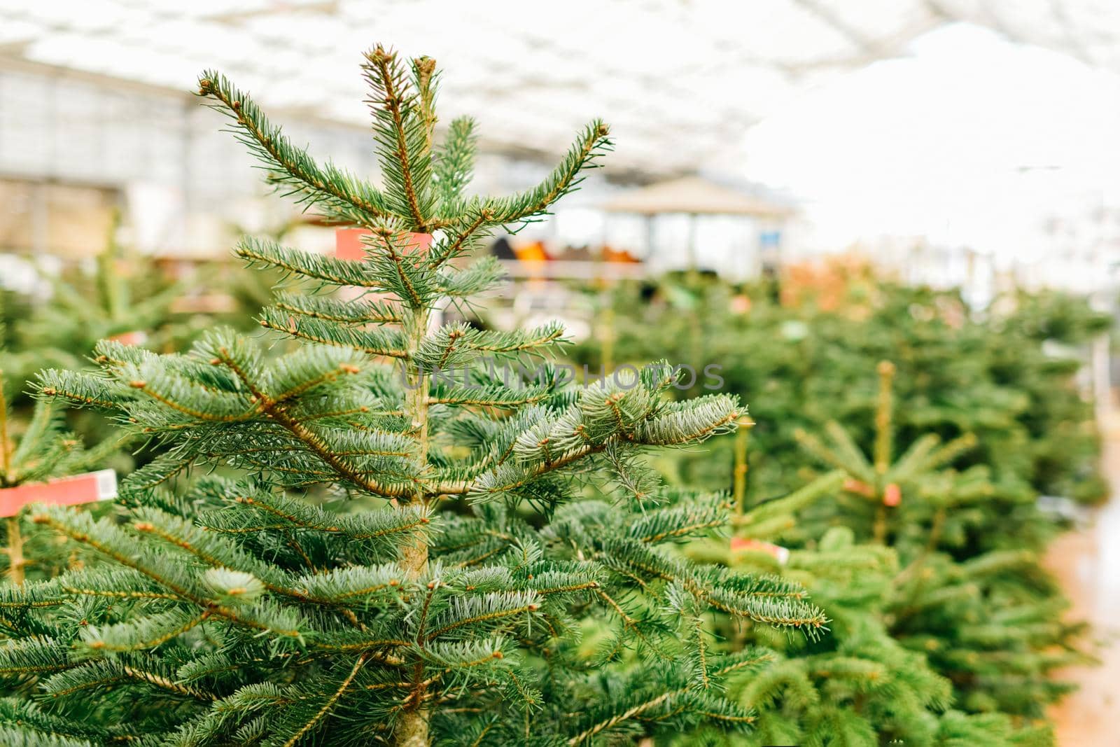 Christmas trees for sale on a market