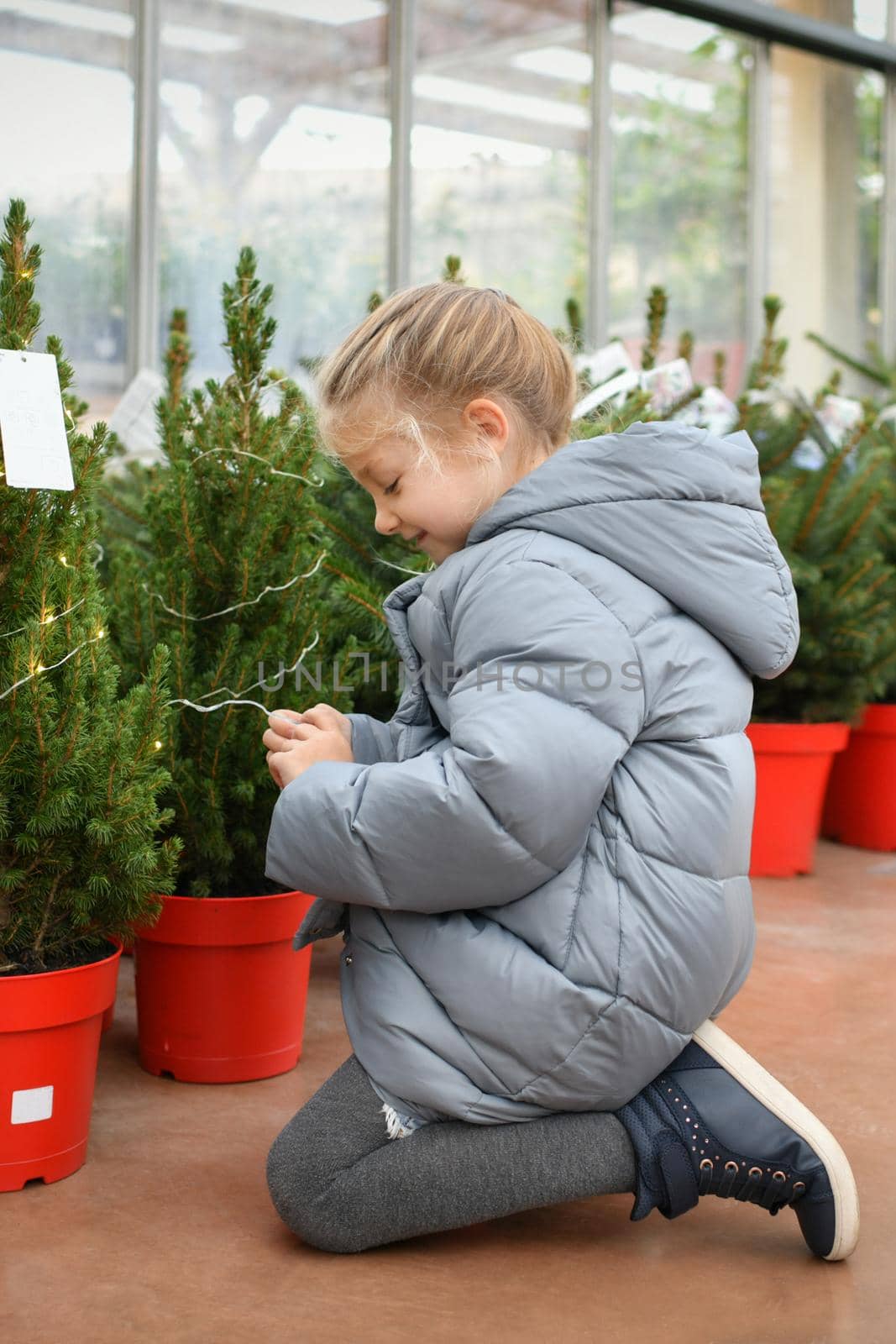 A small girl chooses a Christmas tree in the market.