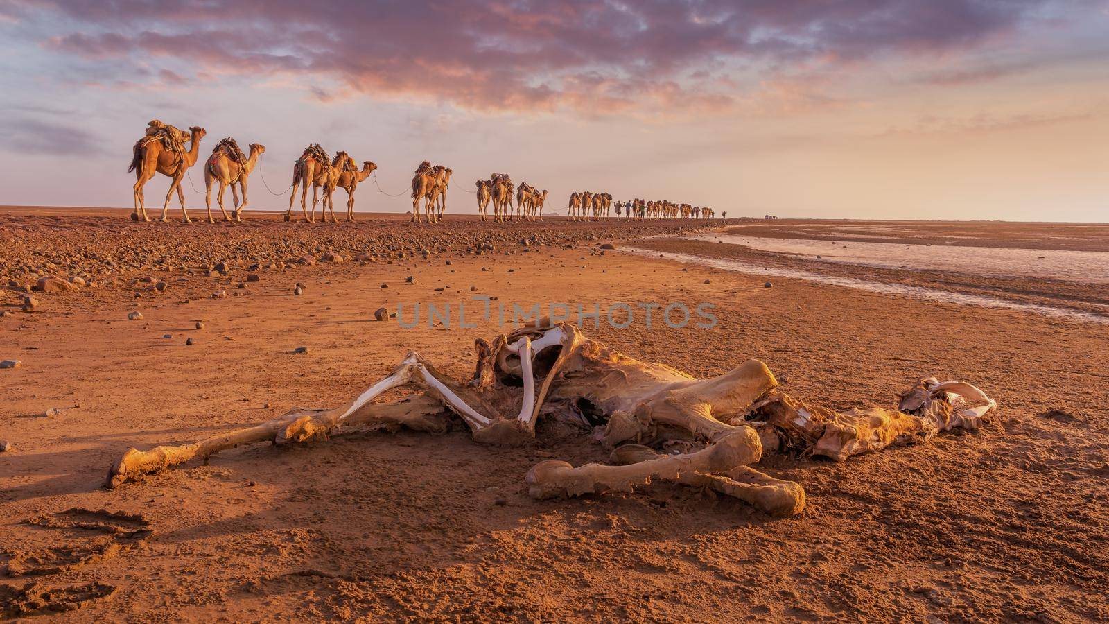 A dead dromedary along the caravan way at sunrise in the Danakil Depression in Ethiopia, Africa.
