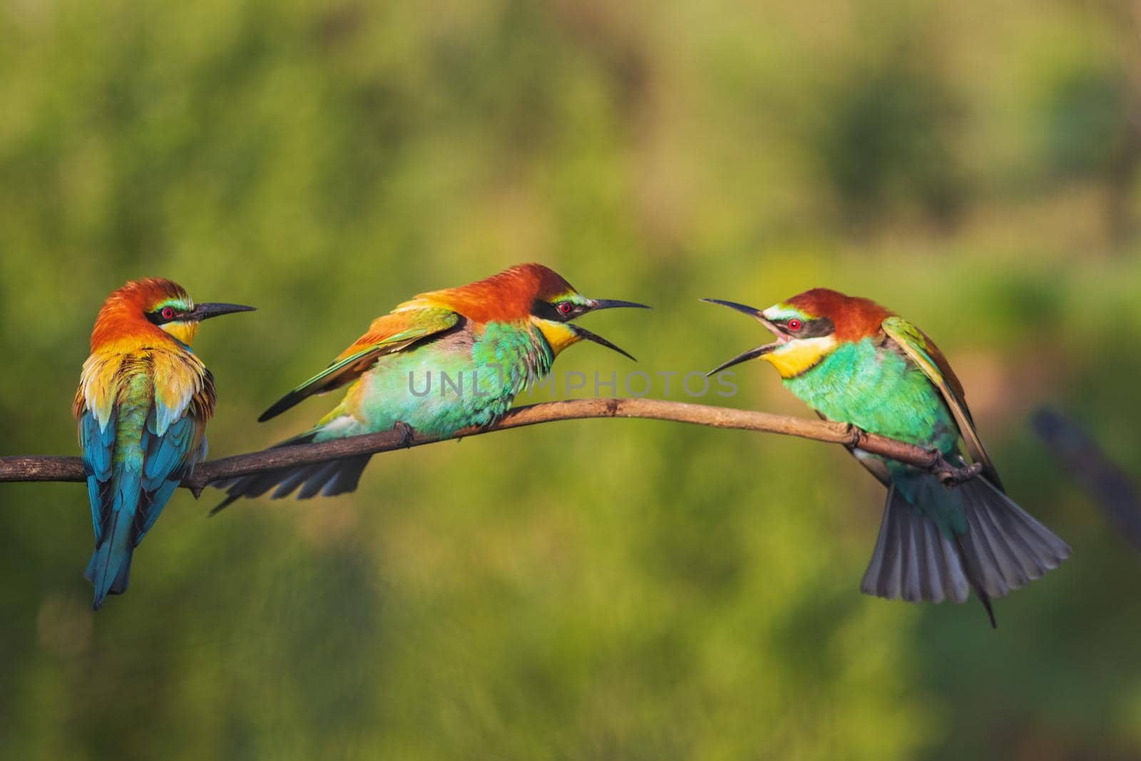 colorful birds of paradise in mating courtship by drakuliren