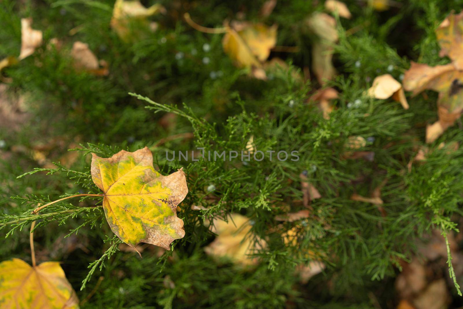 Thuja western Smaragd or coniferous trees with lots of yellow fallen yellow leaves from the trees on it. Autumn background. Selective focus on leaf in foreground.