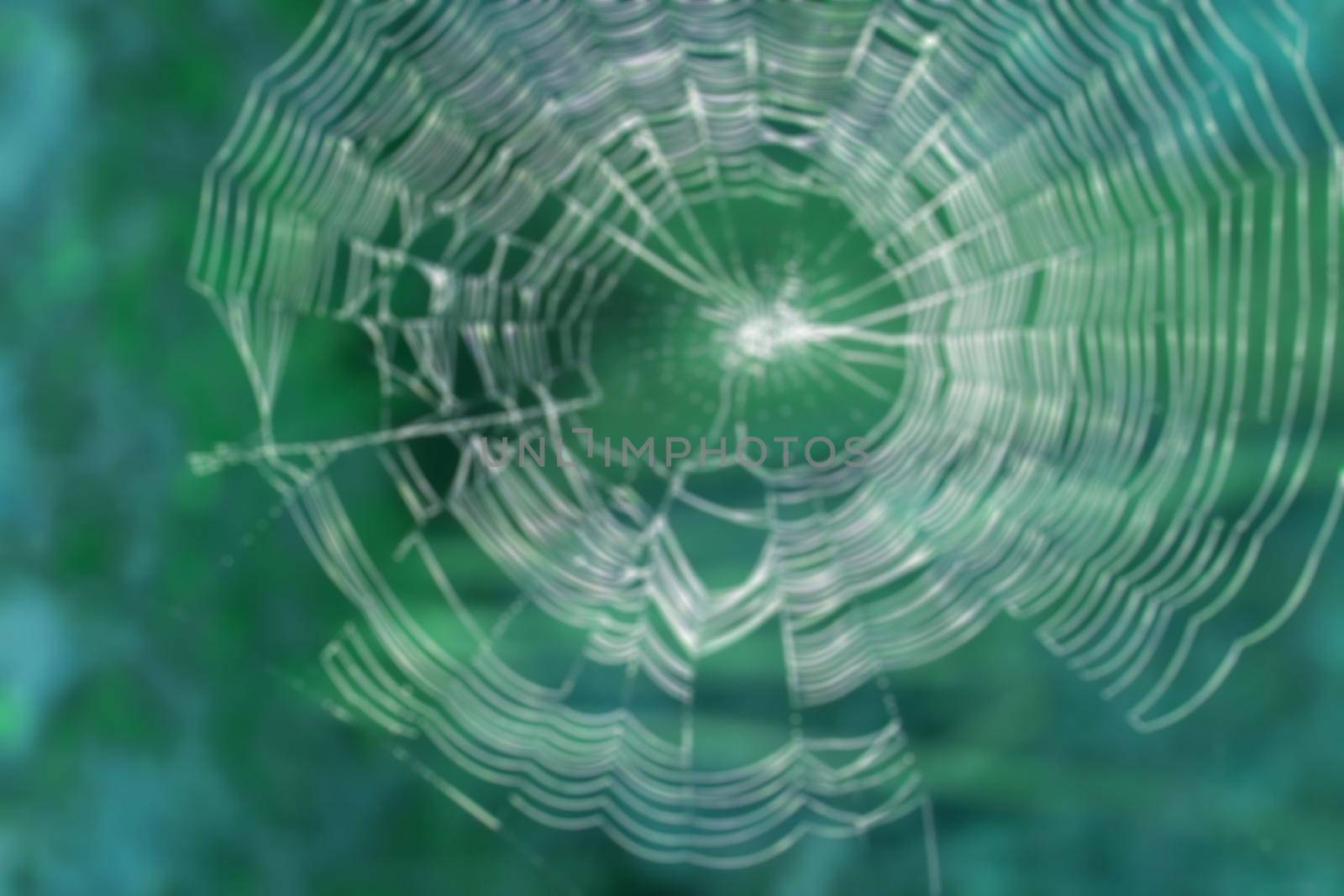 Beautiful spider web close-up on a green background, blur. by Laguna781