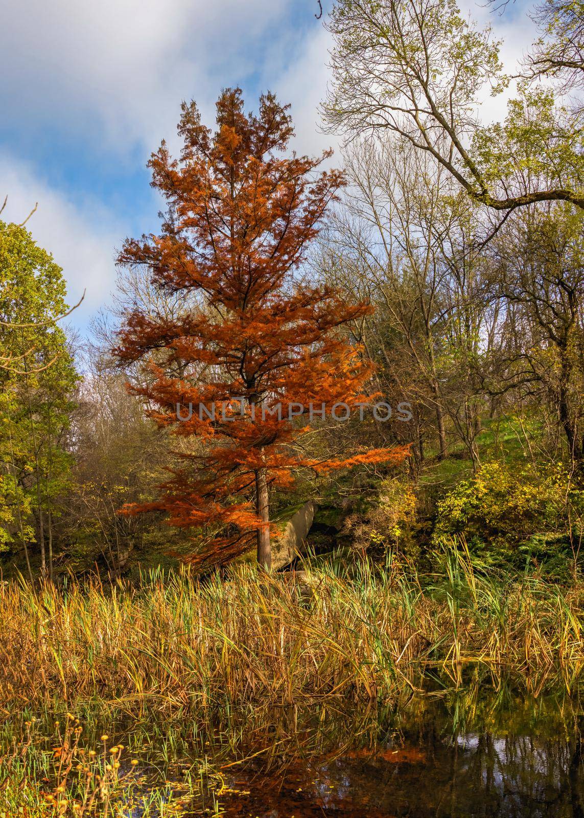 Red maple in the Sofievsky arboretum or Sofiyivsky Park in Uman, Ukraine, on a sunny autumn day