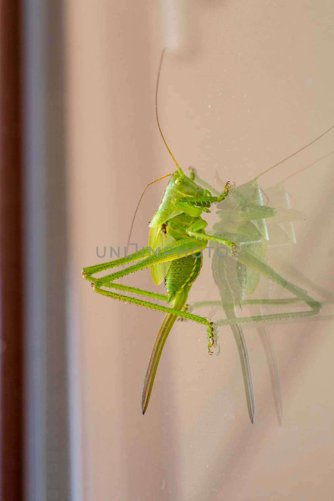 big green grasshopper on window. High quality photo