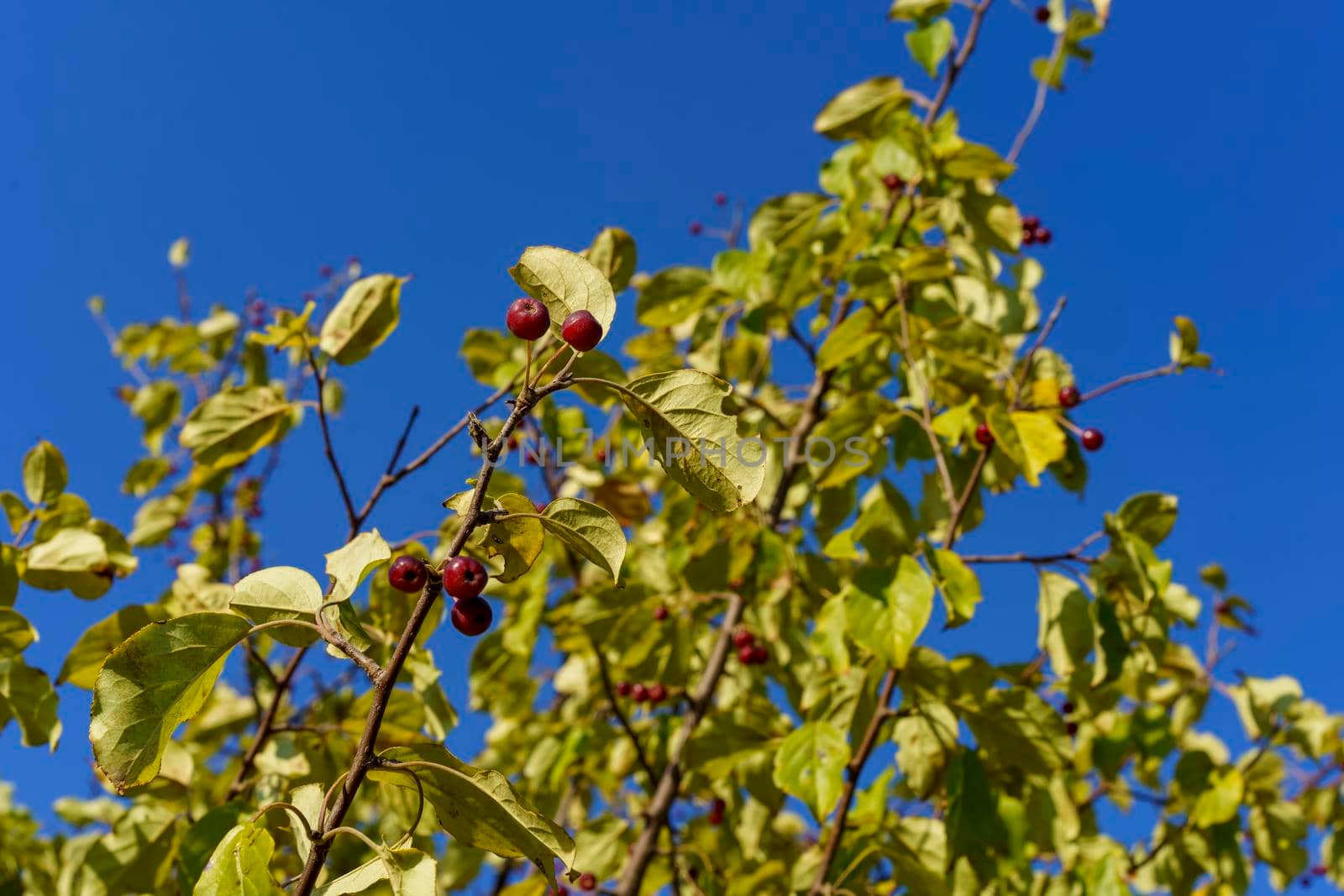 Branches of a wild apple tree with fruits on a blue sky background.