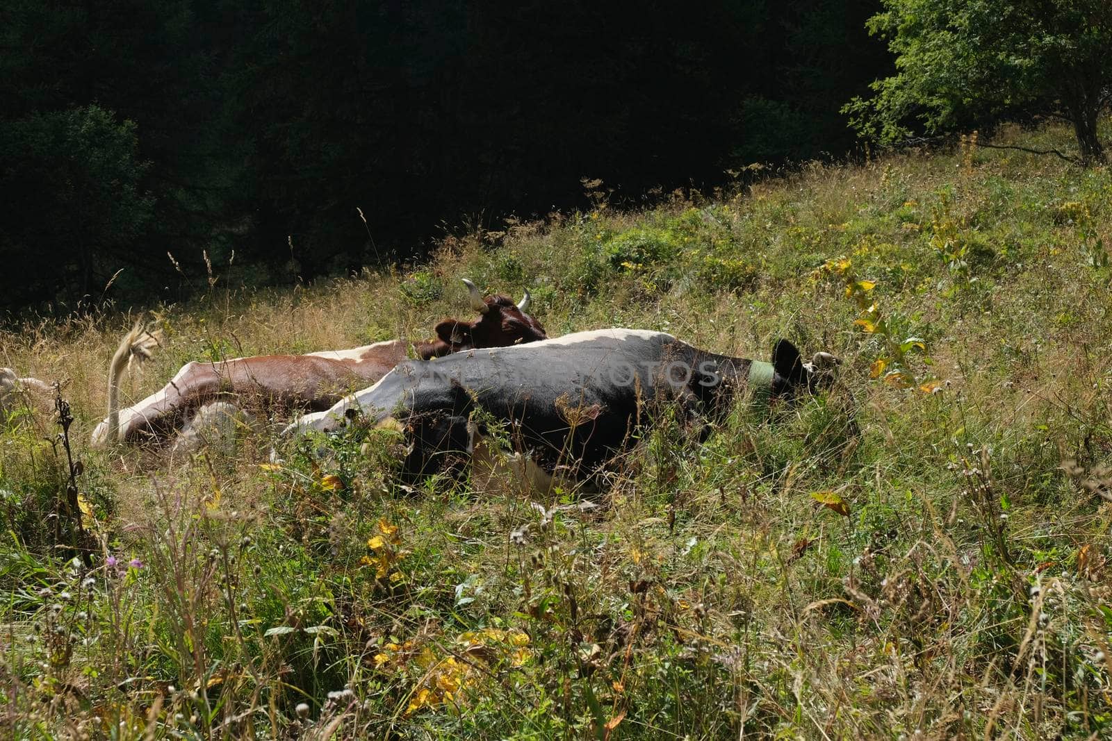 gragge of dairy cows graze in Val Stretta Turin. High quality photo