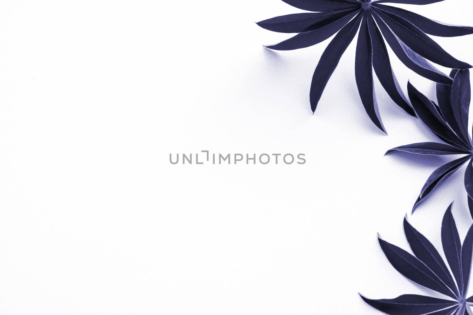 Beautiful blueberry-colored lupine leaves on a white background. The fashionable color of 2022 is Very Peri. Textured leaves.