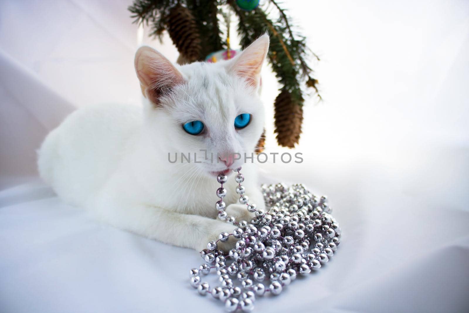White cute playful cat lies on a white background playing with Christmas toys beads by lapushka62