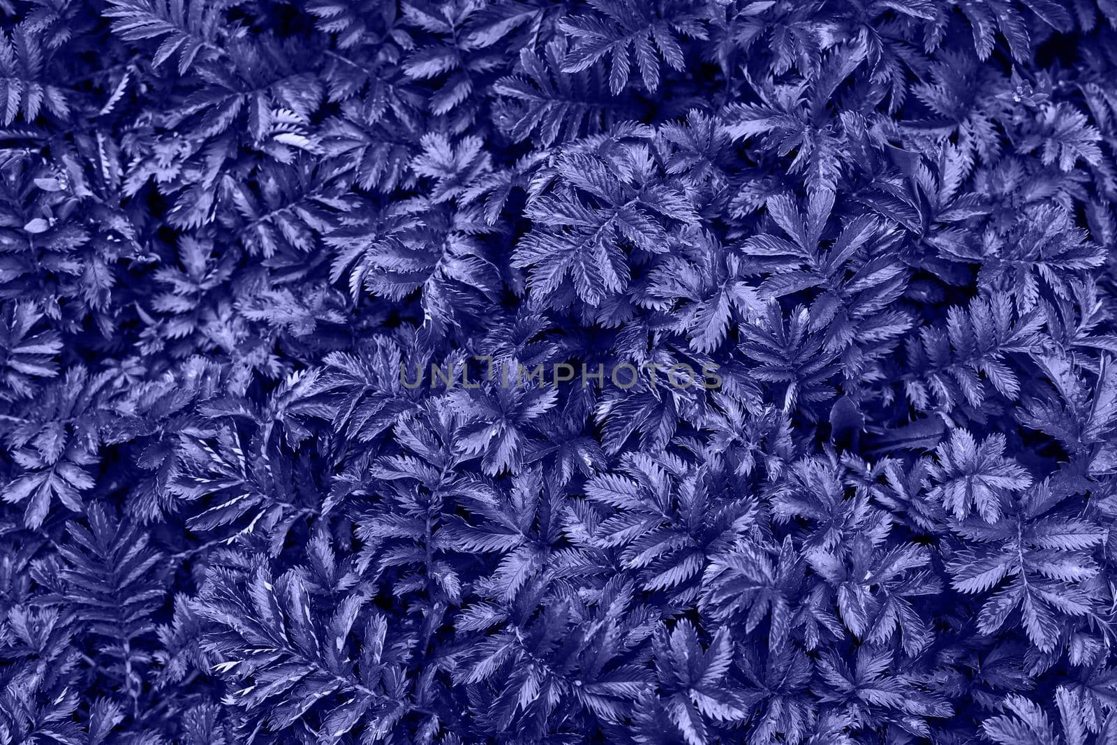Dark green leaves pattern background, Natural background and wallpaper. Tropical abstract grass texture. Ornamental plant in the garden. Eco wall. Organic natural background in color of year 2022