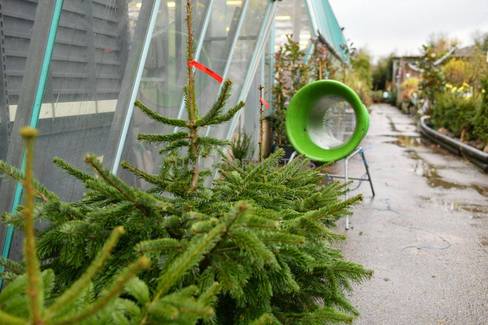 Christmas tree at a market and wrapping device