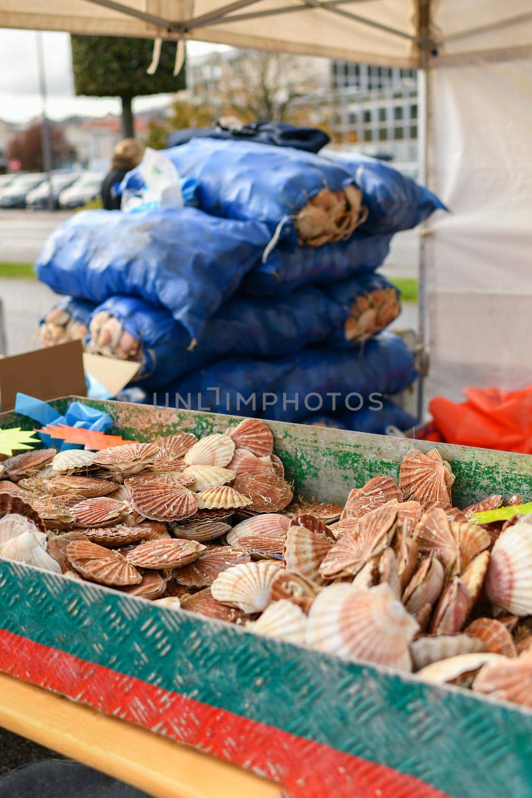 Fresh french scallops on a seafood market at Dieppe France