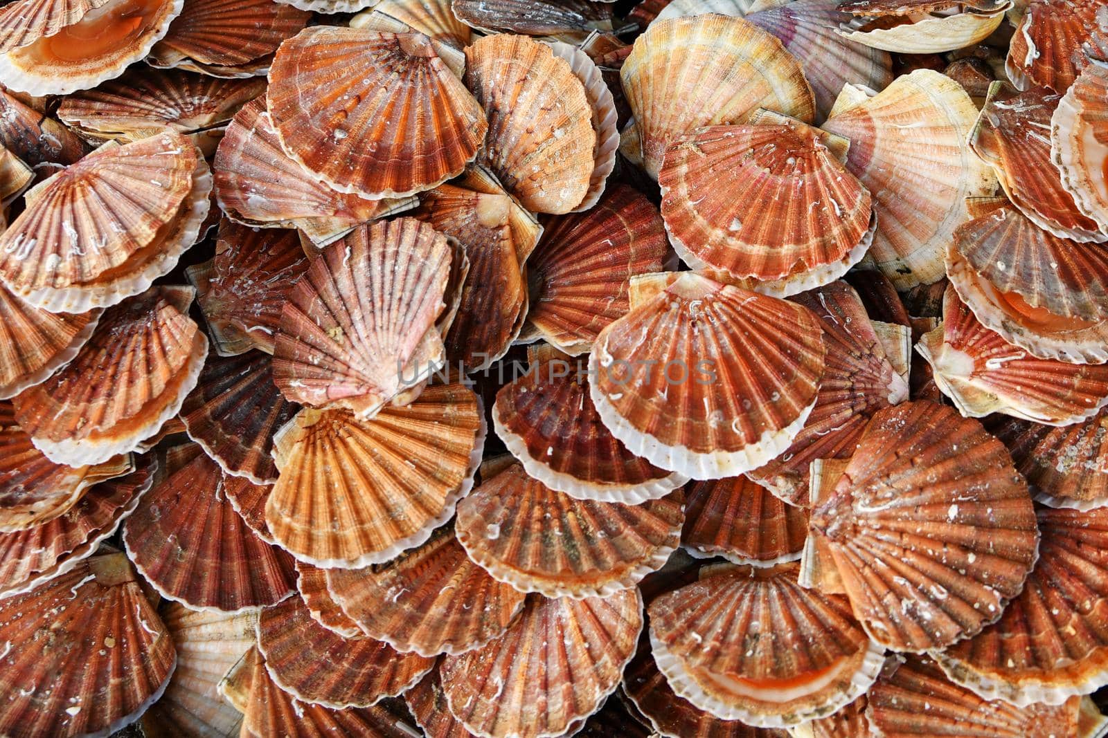 Fresh french scallops on a seafood market at Dieppe France