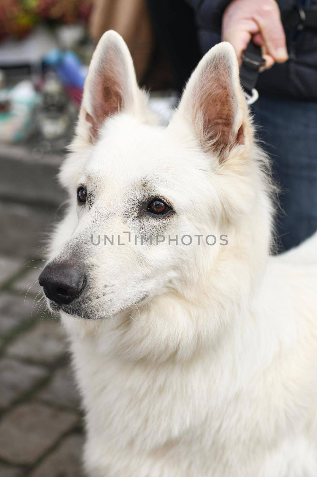 The owner holds on a leash a white Swiss Shepherd Dog Portrait