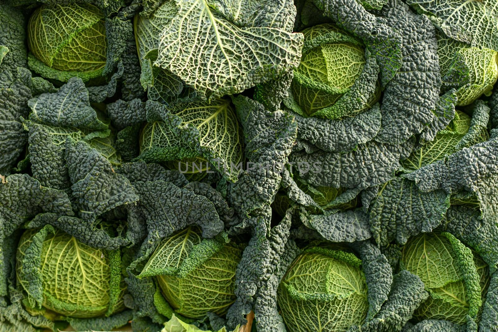 Savoy green cabbage on the food market by Godi