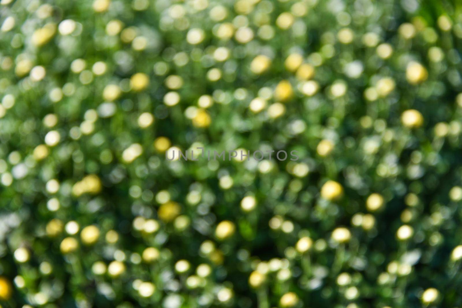 Blurred bokeh on nature abstract blur background. bokeh of grass.