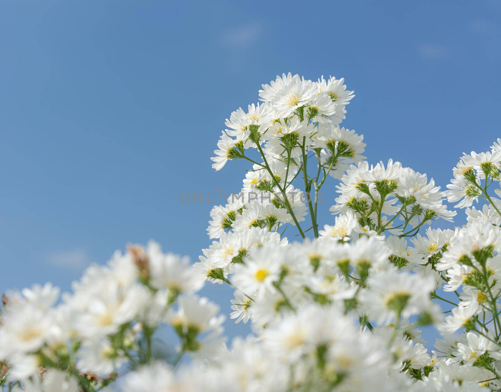 White flowers in garden on blue sky background