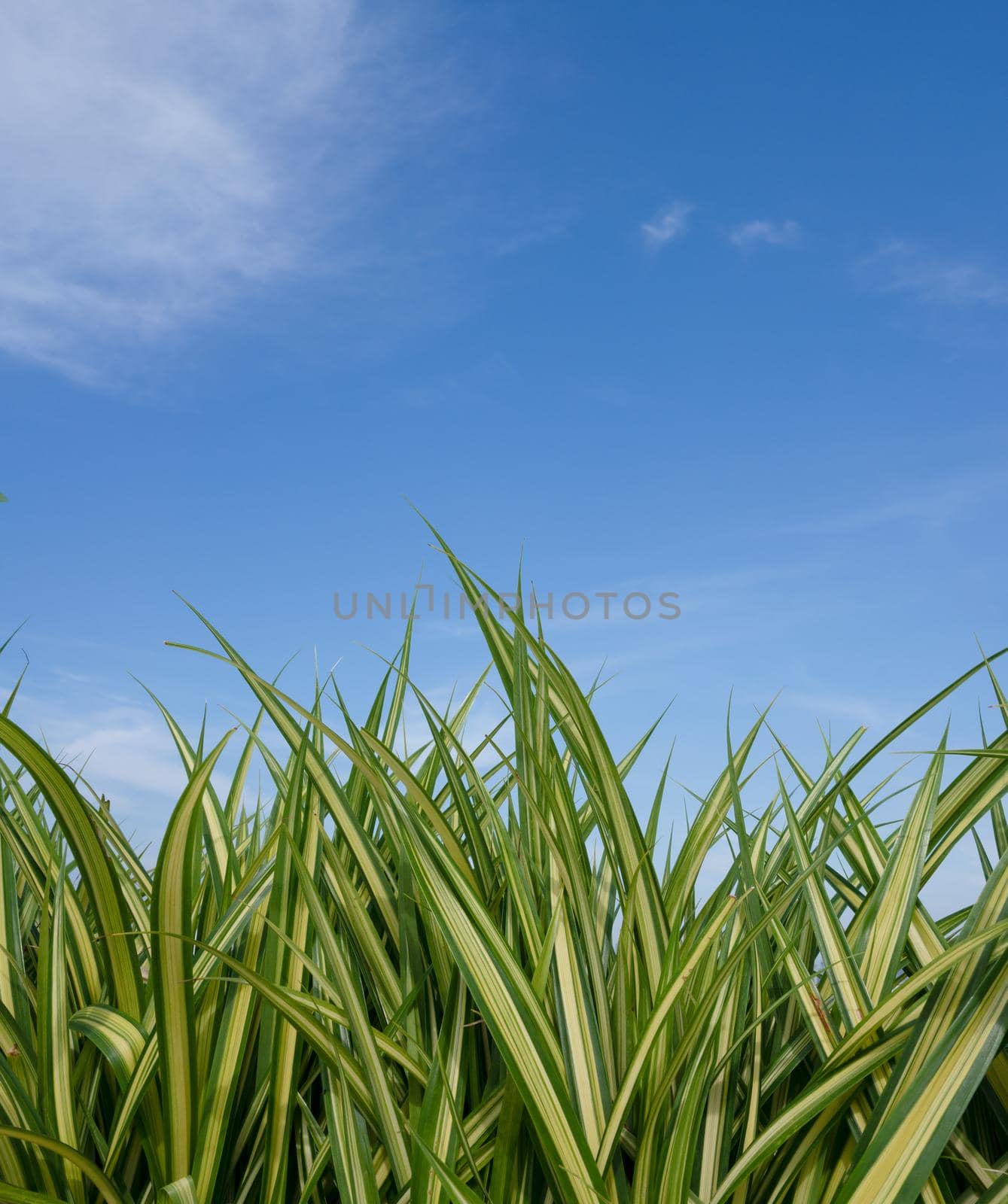 Green trees frame with copy space on blue sky background