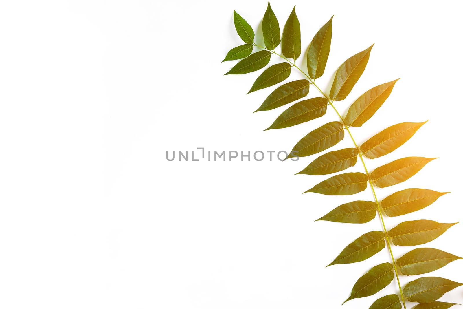 Green leaf branches on white background. flat lay, top view. Copy space. Still life. Sun Flare