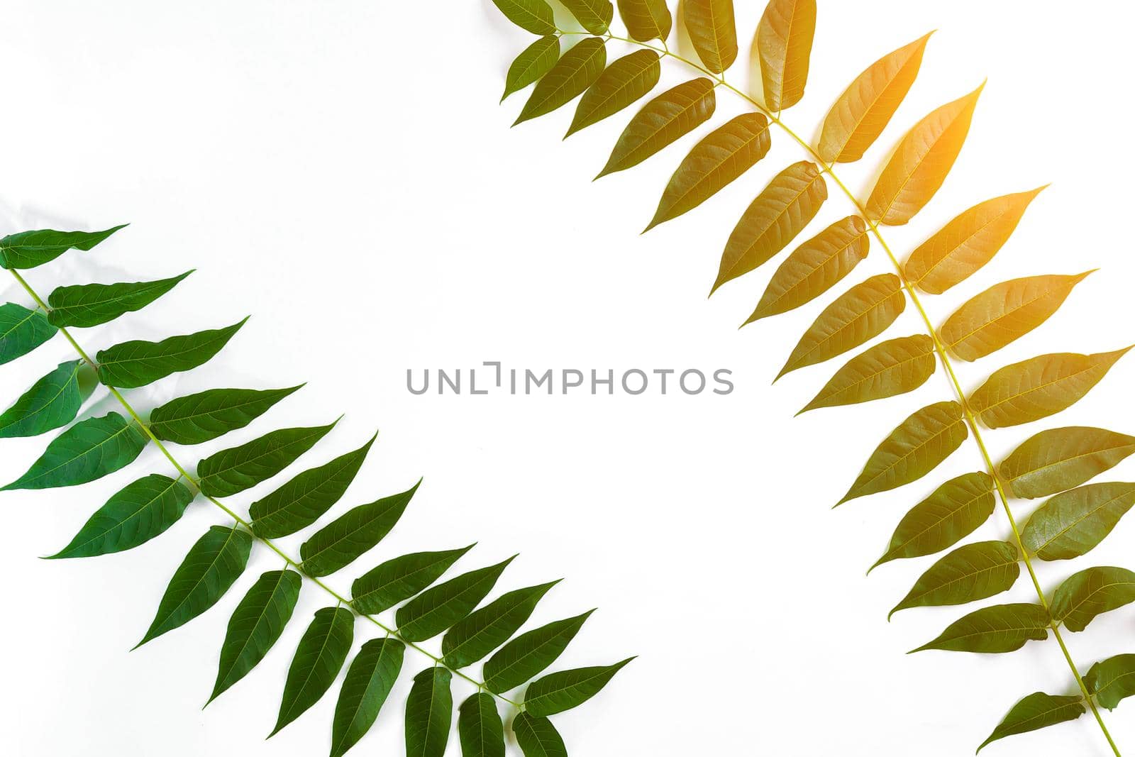 Green leaf branches on white background. flat lay, top view. Copy space. Still life. Sun Flare