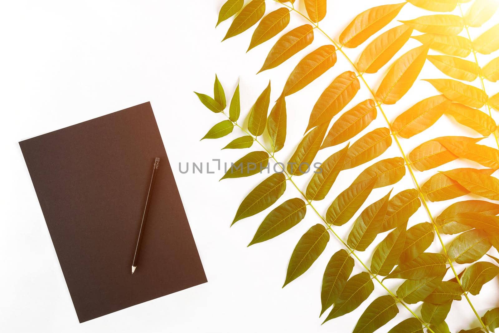 Natural composition with sketchbook and pencils on white table, decorated with green branches. Flat lay, top view, copy space. Still life. Sun flare