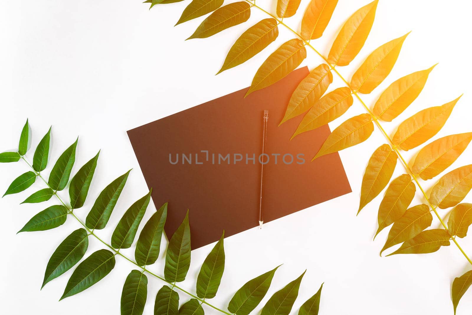 Natural composition with sketchbook and pencils on white table, decorated with green branches. Flat lay, top view, copy space. Still life. Sun flare