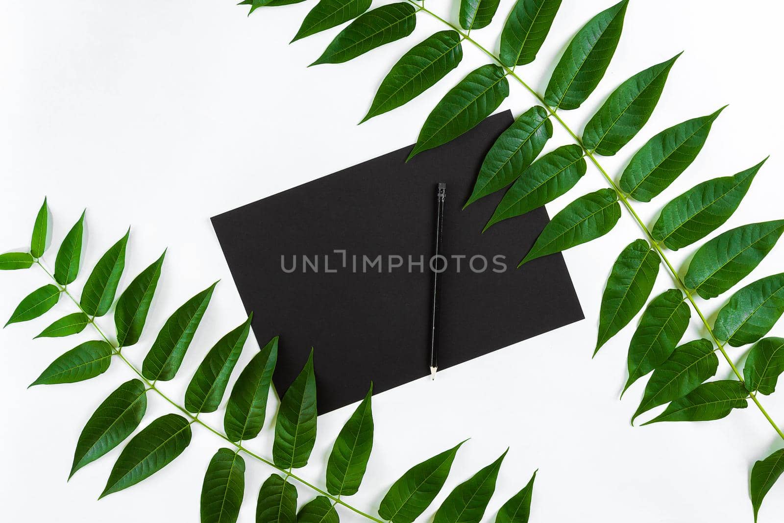 Natural composition with sketchbook and pencils on white table, decorated with green branches. Flat lay, top view, copy space. Still life