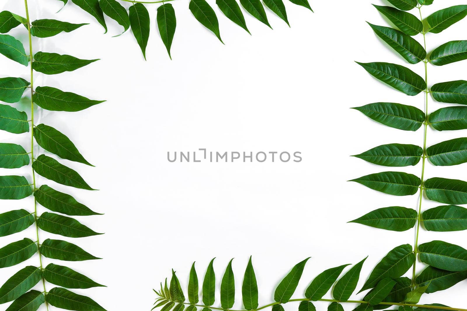 Green leaf branches on white background. flat lay, top view. Copy space. Still life