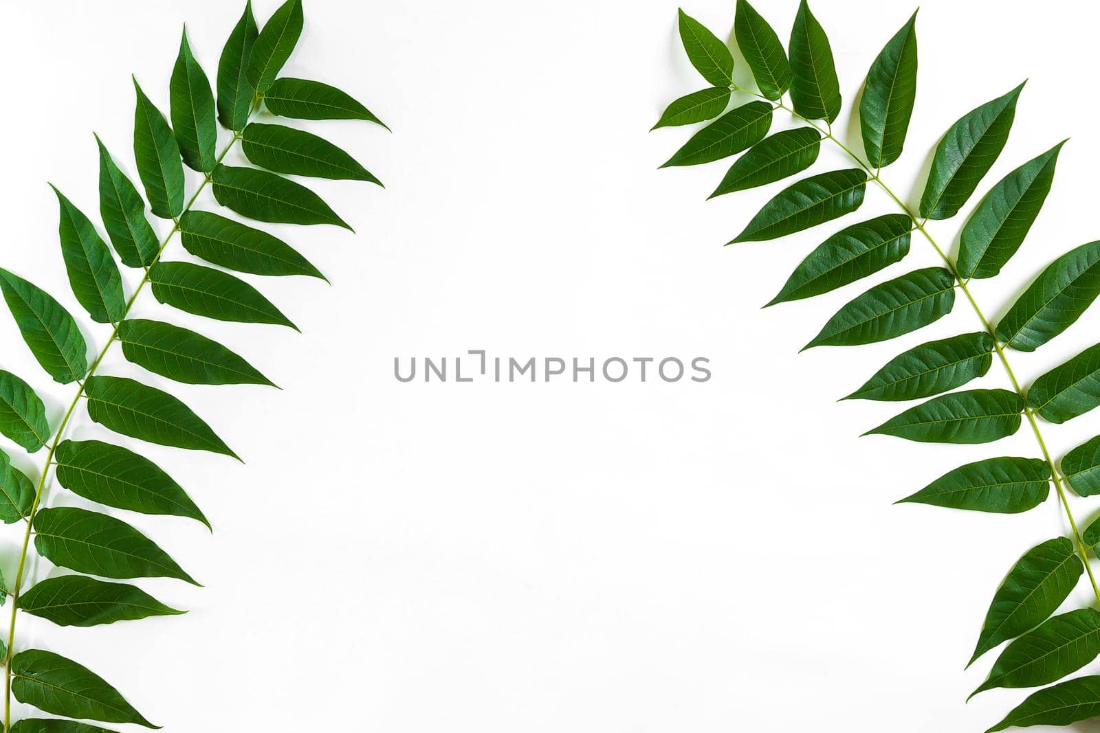 Green leaf branches on white background. flat lay, top view. Copy space. Still life