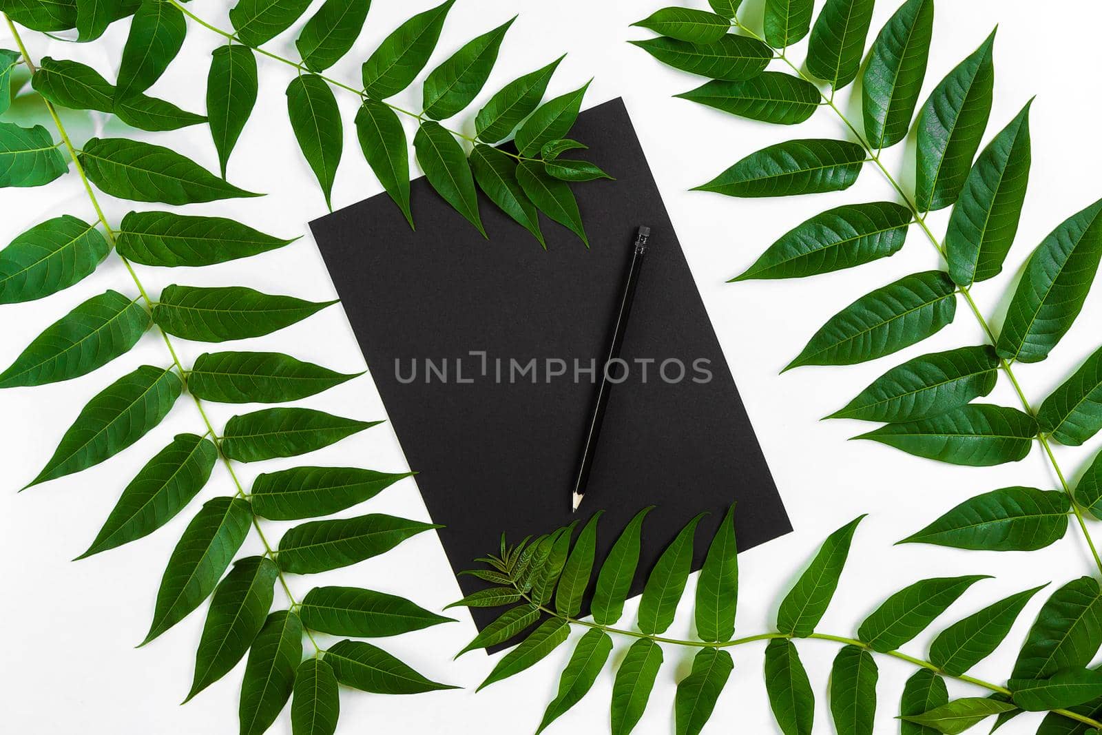 Natural composition with sketchbook and pencils on white table, decorated with green branches. Flat lay, top view, view from above by nazarovsergey