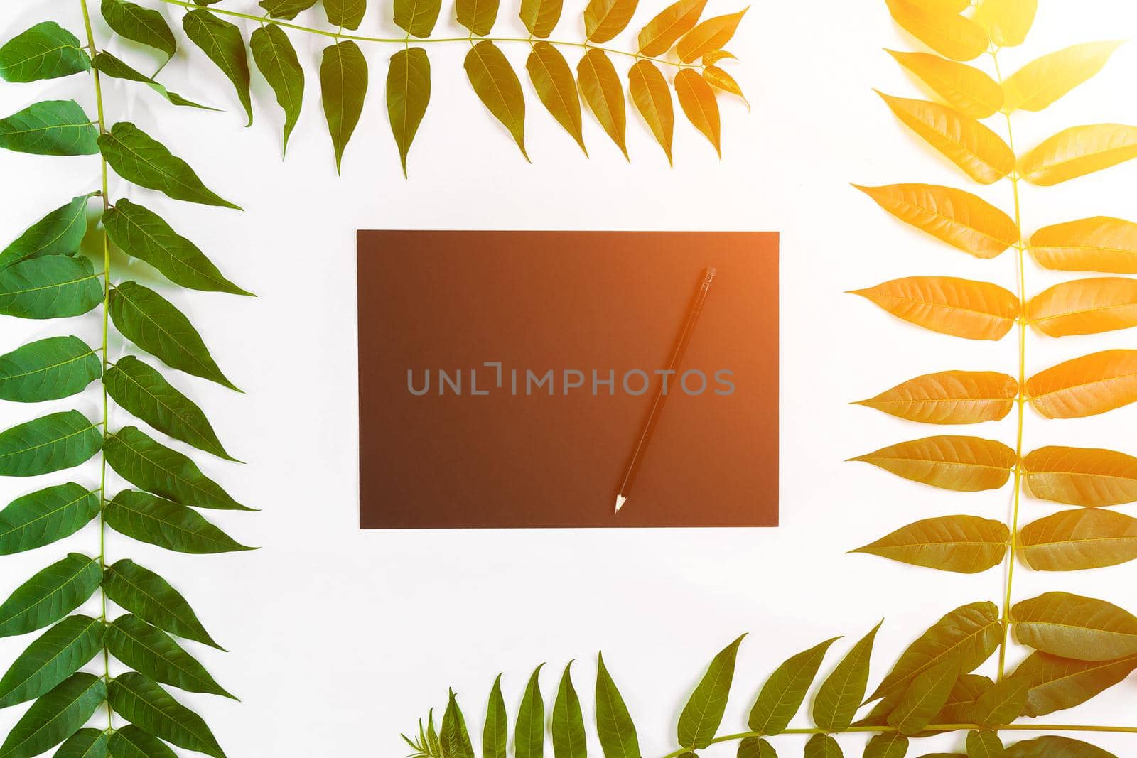 Natural composition with sketchbook and pencils on white table, decorated with green branches. Flat lay, top view, copy space. Still life. Sun flare