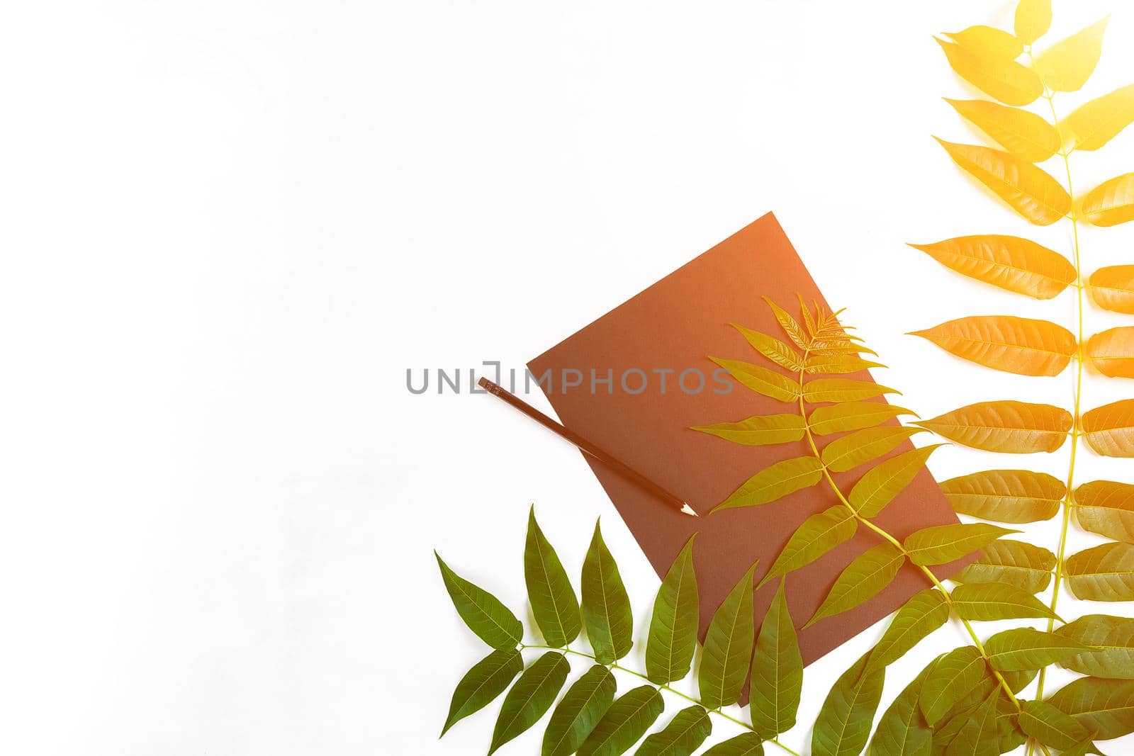 Natural composition with sketchbook and pencils on white table, decorated with green branches. Flat lay, top view, copy space. Still life. Sun flare