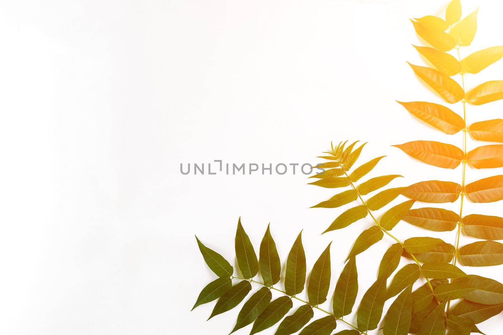 Green leaf branches on white background. flat lay, top view. Sun Flare by nazarovsergey