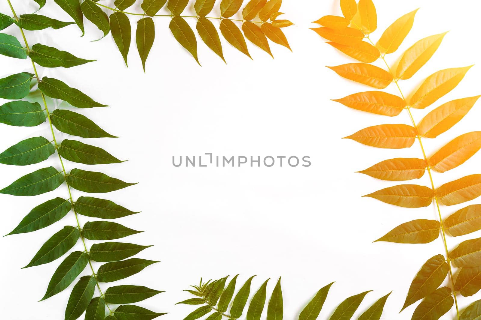 Green leaf branches on white background. flat lay, top view. Copy space. Still life. Sun Flare