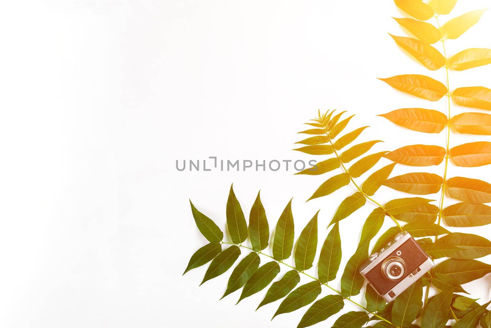 Green leaves and old camera on white background, Summer background. Top view. Copy space. Still life. Flat lay. Sun Flare