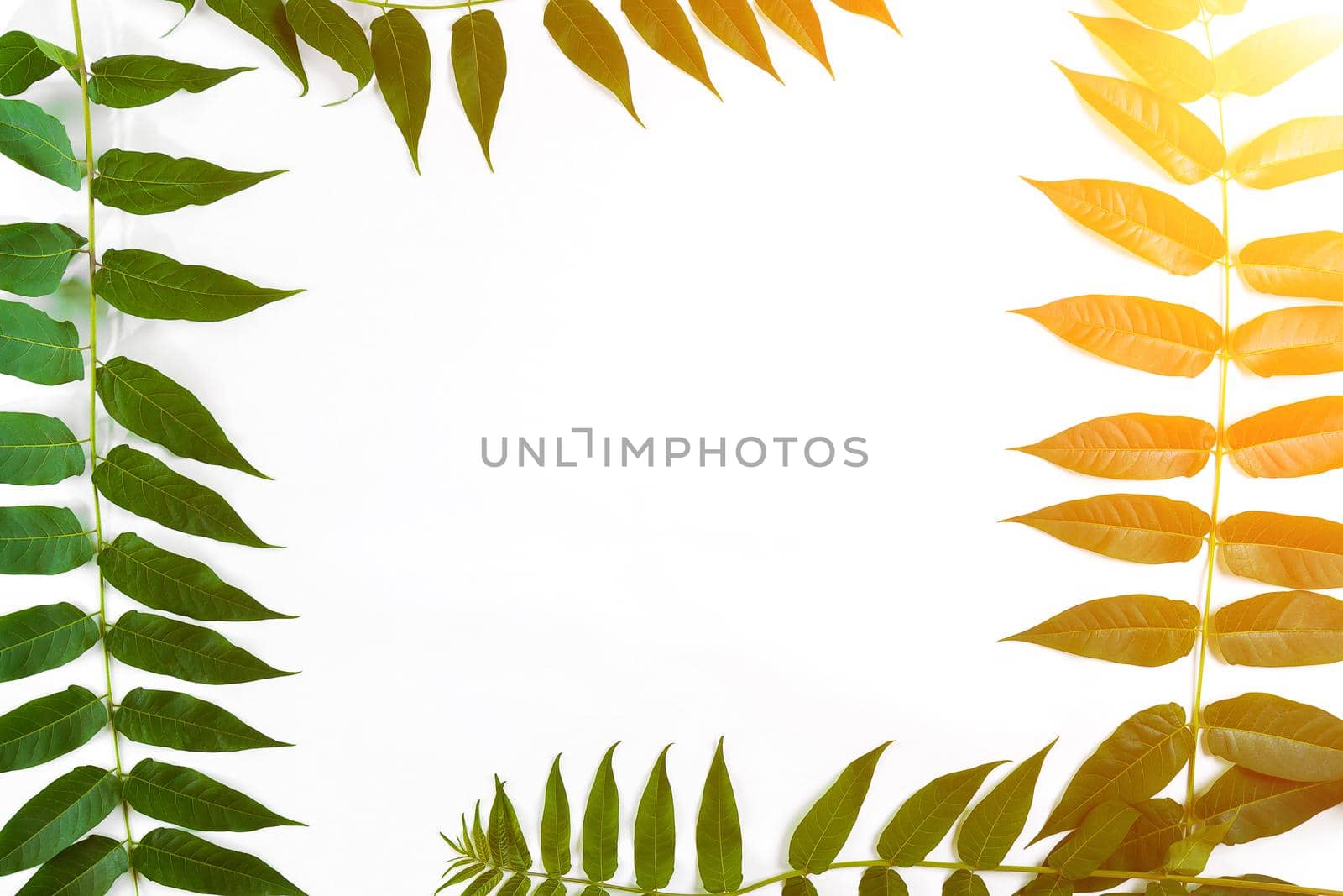 Green leaf branches on white background. flat lay, top view. Copy space. Still life. Sun Flare