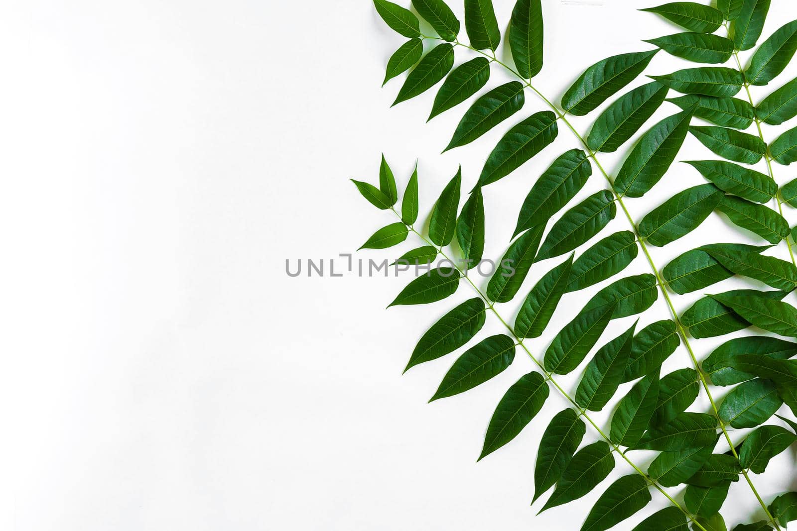 Green leaf branches on white background. flat lay, top view. Copy space. Still life