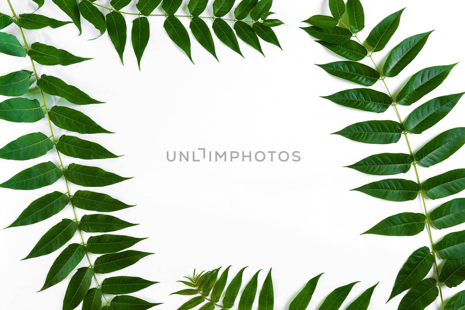 Green leaf branches on white background. flat lay, top view. Copy space. Still life