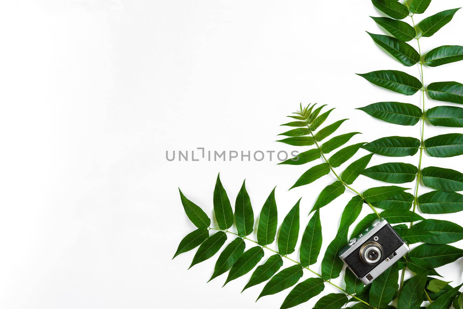Green leaves and old camera on white background, Summer background. Top view. Copy space. Still life. Flat lay