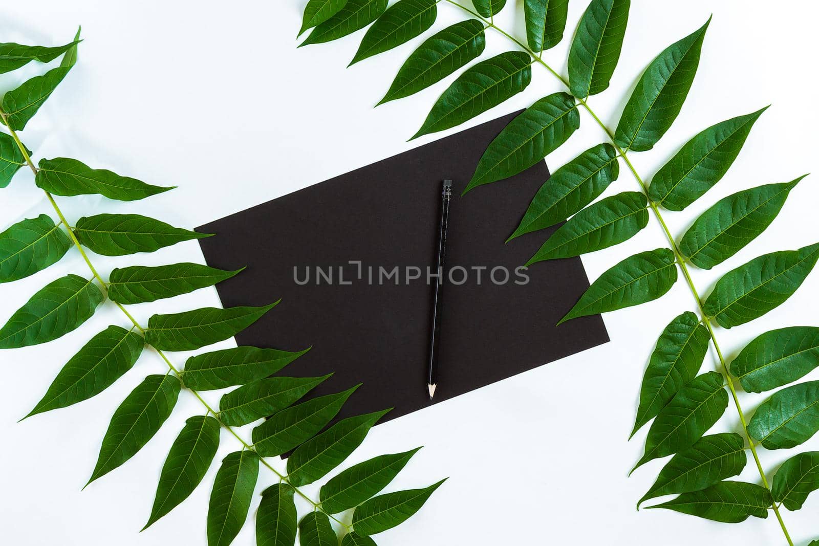 Natural composition with sketchbook and pencils on white table, decorated with green branches. Flat lay, top view, copy space. Still life