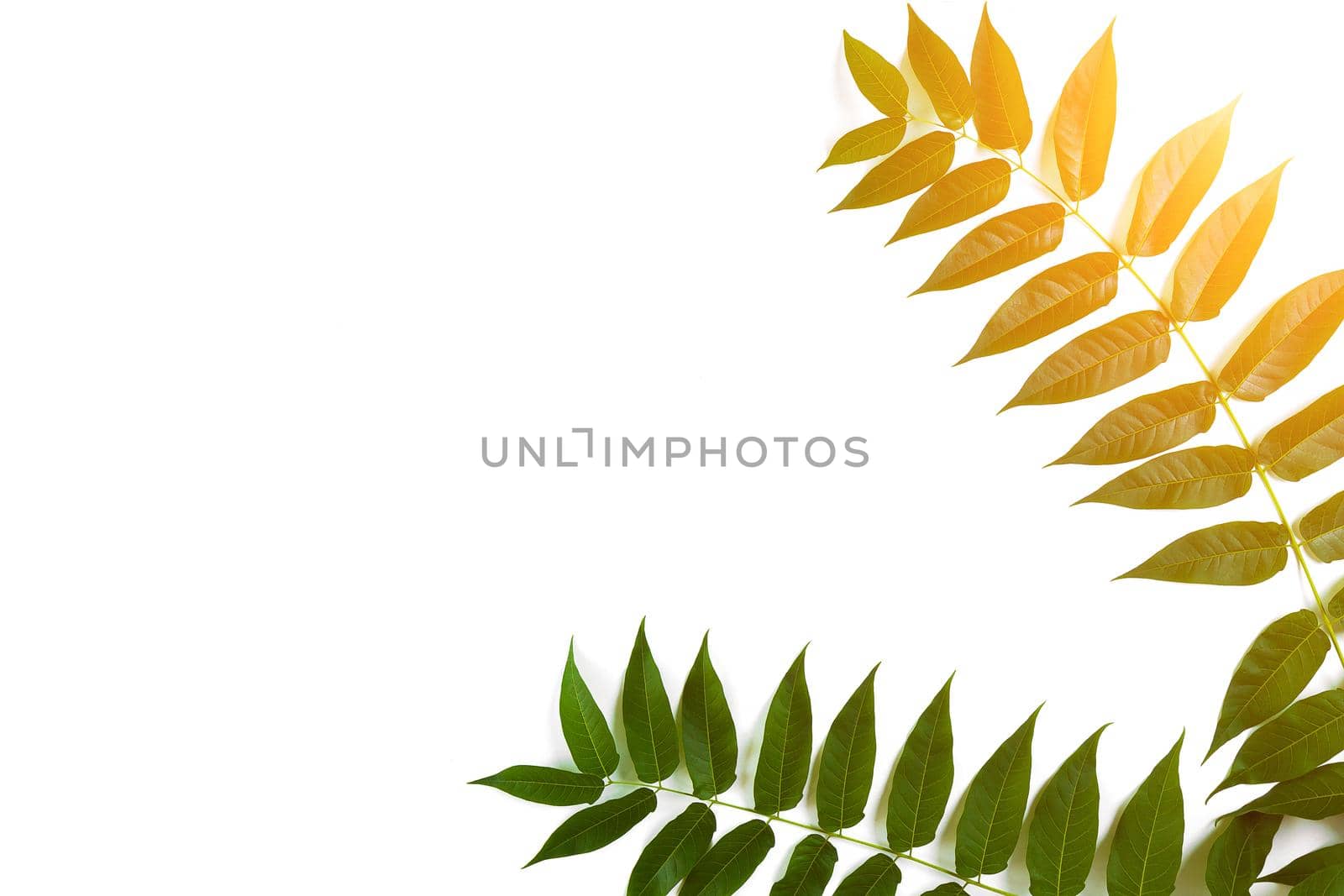 Green leaf branches on white background. flat lay, top view. Sun Flare by nazarovsergey