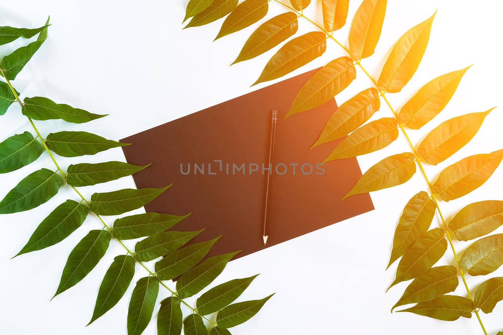 Natural composition with sketchbook and pencils on white table, decorated with green branches. Flat lay, top view, copy space. Still life. Sun flare